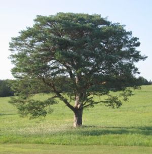 Rock Creek SHP, Nebraska - ŠThe Healing Connection