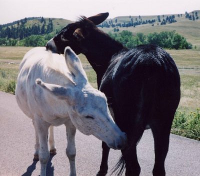 Photo by Ric Chamberlin - �The Healing Connection