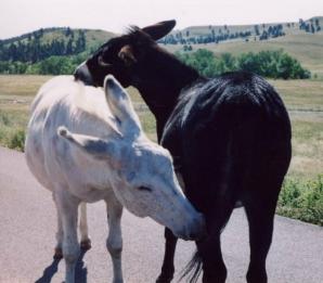 Photo by Ric Chamberlin - �The Healing Connection